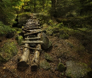 Kamienie, Pomost, Drzewa, Las, Rośliny, Kładka