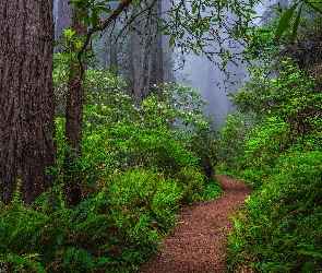 Stany Zjednoczone, Ścieżka, Różaneczniki, Mgła, Paprocie, Sekwoje, Kalifornia, Park Narodowy Redwood, Las