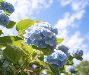 Niebo, Kwiaty, Hortensje, Niebieskie