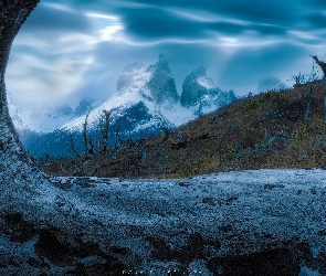 Góry, Drzewo, Park Narodowy Torres del Paine, Chile