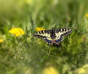 Paź królowej, Rośliny, Motyl