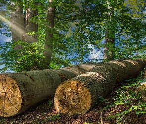 Drzewa, Przebijające światło, Pnie