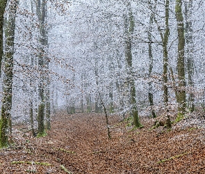 Las, Śnieg, Droga, Drzewa