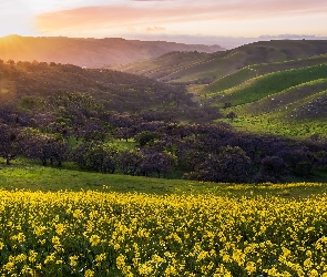 Łąka, Kalifornia, Region, Stany Zjednoczone, East Bay Regional Park District, Wzgórza, Kwiaty, Drzewa, Góry