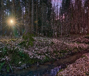 Paproć, Liście, Promienie słońca, Las, Strumyk, Drzewa