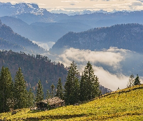 Niemcy, Bawaria, Drzewa, Region Chiemgau, Alpy, Bayerische Voralpen, Mgła, Dom, Góry, Las