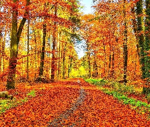 Opadłe liście, Ścieżka, Jesień, Las