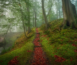 Rzeka, Ścieżka, Mgła, Drzewa, Las