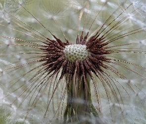 Dmuchawiec, Zbliżenie, Mniszek