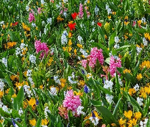 Kwiaty, Krokusy, Hiacynty, Ogród, Wiosenne
