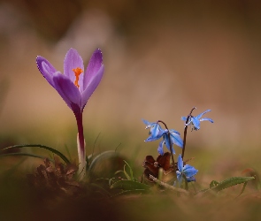 Krokus, Wiosenne, Kwiaty, Cebulice syberyjskie, Fioletowy