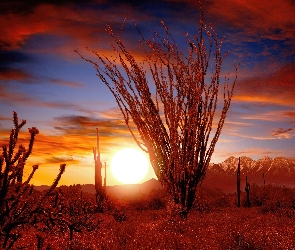 Ocotillo, Słońca, Pustynia, Zachód, Sonora