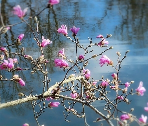 Woda, Gałązki, Kwiaty, Magnolia