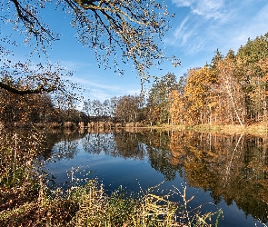 Rzeka, Drzewa, Trawa, Sucha, Jesień