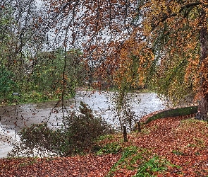 Rzeka Don, Szkocja, Liście, Drzewa, Jesień