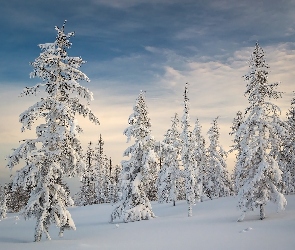 Śnieg, Niebo, Drzewa, Ośnieżone, Zima