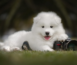 Aparat fotograficzny, Szczeniak, Pies, Samojed