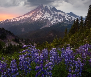 Stratowulkan Mount Rainier, Stan Waszyngton, Drzewa, Stany Zjednoczone, Zachód słońca, Łubin, Góry, Park Narodowy Mount Rainier, Łąka