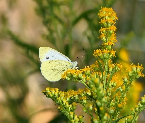 Motyl, Nawłoć, Bielinek kapustnik