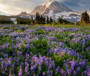 Góry, Stan Waszyngton, Mount Rainier, Stany Zjednoczone, Park Narodowy Mount Rainier, Stratowulkan, Łąka, Łubiny, Drzewa