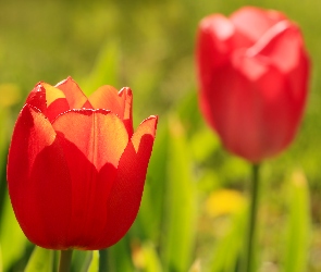 Czerwony, Tulipan, Rozświetlony