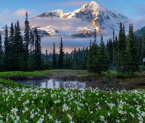 Lilie lawinowe, Drzewa, Kwiaty, Góry, Stan Waszyngton, Staw, Stany Zjednoczone, Park Narodowy Mount Rainier