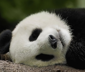 Śpiąca, Panda