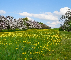 Mlecze, Drzewa owocowe, Wiosna, Łąka