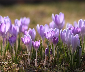 Krokusy, Wiosenne, Kwiaty, Kępka, Fioletowe