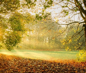 Liście, Mgła, Drzewa, Jesień, Polana, Przebijające światło