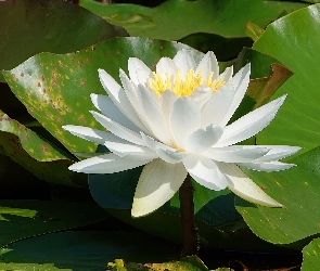 Liście, Lilia wodna, Kwiat, Biała
