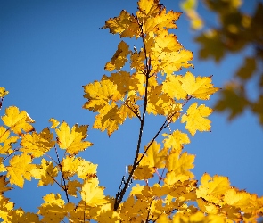 Liście, Niebo, Jesień, Gałęzie, Żółte