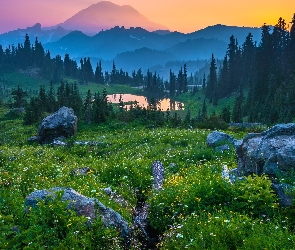 Kamienie, Łąka, Góry, Kwiaty, Park Narodowy Mount Rainier, Stan Waszyngton, Jezioro, Las, Stany Zjednoczone, Drzewa