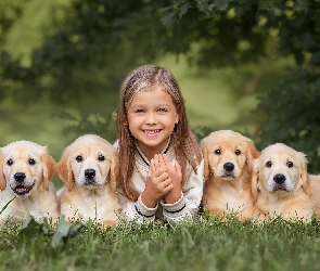 Golden retrievery, Szczeniaki, Dziewczynka, Cztery