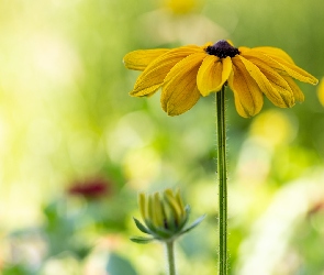 Pąk, Rudbekia, Kwiat