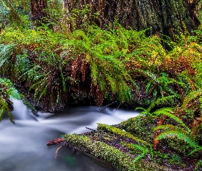 Kalifornia, Redwoods State Park, Prairie Creek, Stany Zjednoczone, Las, Rzeka, Paprocie