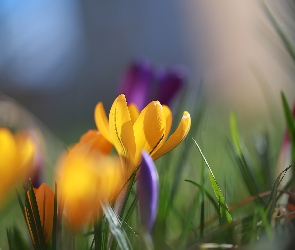 Trawa, Kwiat, Żółty, Krokus