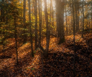 Przebijające światło, Liście, Las, Jesień, Drzewa, Opadłe