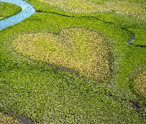 Oceania, Serce, Lasy mangrowe, Coeur de Voh, Australia