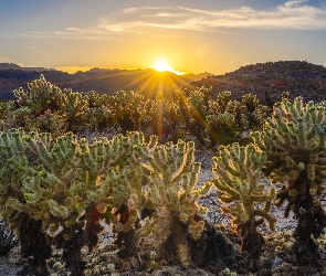 Wschód słońca, Cholla, Kalifornia, Stany Zjednoczone, Park Narodowy Joshua Tree, Kaktusy