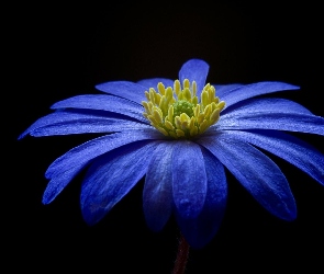 Niebieskie, Płatki, Kwiat, Zawilec bałkański