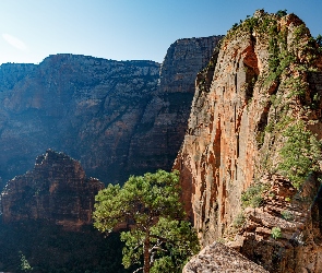 Stan Utah, Drzewa, Skały, Stany Zjednoczone, Angels Landing, Park Narodowy Zion, Formacja