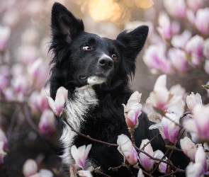 Magnolia, Kwiaty, Pies, Border collie