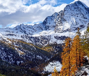 Góry, Drzewa, Zima, Żółte, Park przyrody Alpe Veglia i Alpe Devero, Śnieg, Włochy, Modrzewie