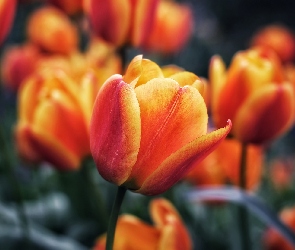 Tulipany, Zbliżenie, Pomarańczowo-żółte