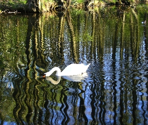 Rzeka, Fale, Łabędź