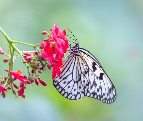 Czerwony, Kwiatek, Motyl, Idea leuconoe