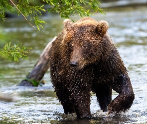 Mokry, Rzeka, Niedźwiedź brunatny