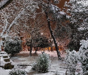 Park, Drzewa, Zima, Ośnieżone