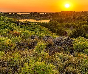 Jezioro, Drzewa, Łąka, Zachód słońca, Roślinność, Krzewy